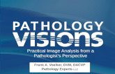 Frank A. Voelker, DVM, DACVP Pathology Experts LLC Practical Image Analysis from a Pathologist’s Perspective.