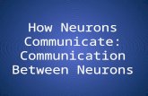 How Neurons Communicate: Communication Between Neurons.