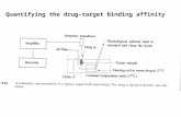 Quantifying the drug-target binding affinity. Receptors as targets (Receptors are 45% of current drug targets) Receptors are areas of proteins found in.