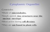Cytoplasmic Organelles Centrioles Made of microtubules. Small, paired, tiny structures near the nuclear envelope. Most active during cell division. They.