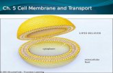 Ch. 5 Cell Membrane and Transport LIPID BILAYER cytoplasm extracellular fluid.