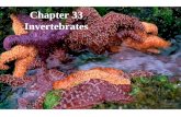 Chapter 33 Invertebrates. I. Parazoa A. Phylum Porifera: Sponges Figure 33.2 (p. 647, ed. 6) – A sponge. 1. Non-moving (sessile) animals 2. No nerves.