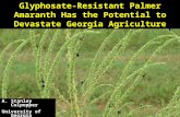Glyphosate-Resistant Palmer Amaranth Has the Potential to Devastate Georgia Agriculture A. Stanley Culpepper University of Georgia Tifton Campus.