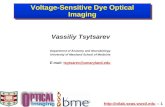 Http://oilab.seas.wustl.edu -- 1 Voltage-Sensitive Dye Optical Imaging Vassiliy Tsytsarev Department of Anatomy and Neurobiology.