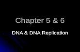 Chapter 5 & 6 DNA & DNA Replication. History DNA DNA Comprised of genes In non-dividing cell nucleus as chromatin Protein/DNA complex Chromosomes form.