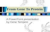 From Gene To Protein A PowerPoint presentation by Gene Tempest.