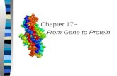 Chapter 17~ From Gene to Protein. 2 Protein Synthesis: overview n One gene-one enzyme hypothesis (Beadle and Tatum) n One gene-one polypeptide (protein)
