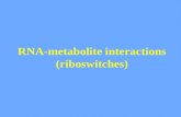 RNA-metabolite interactions (riboswitches). RNA aptamers RNA aptamers are structures that bind specifically to target ligands Many aptamers have been.
