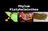 Phylum Platyhelminthes. Goals for today Learn to recognized the Phylum Platyhelminthes from other animals Learn the main ‘diagnostic’ characteristics.