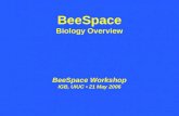 BeeSpace Biology Overview BeeSpace Workshop IGB, UIUC 21 May 2006.