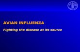 AVIAN INFLUENZA Fighting the disease at its source.