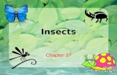 Insects Chapter 37. The Insect World Section 37.1.