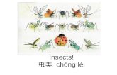 Insects! 虫类 chóng lèi 虫类chónglèi. What is an insect? A different word for “insect” is …