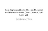 Lepidopteran (Butterflies and Moths) and Hymenopteran (Bees, Wasps, and Ants) Lab Habitat and Niche.