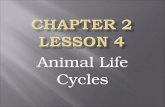 Animal Life Cycles.  Stages of growth and change make up an organism’s life cycle.