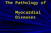 The Pathology of Myocardial Diseases. Myocardium (1) Cardiomyopathy –Defined as “heart muscle disease of unknown cause,” generally referred to as primary.