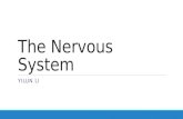 The Nervous System YILUN LI. The Nervous System Divided into two parts: ◦Central nervous system ◦Peripheral nervous system The central nervous system.