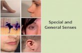 Special and General Senses. Senses General Senses Temperature Pain Touch pressure Vibration proprioception Special Senses Smell Taste Balance Hearing.