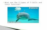 What are the 3 types of T-Cells and their function?