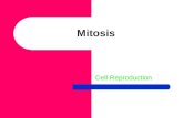 Mitosis Cell Reproduction. HOW DOES AN ORGANISM GROW?
