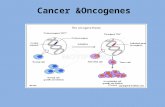 Cancer &Oncogenes. Objectives Define the terms oncogene, proto-oncogenes and growth factors giving examples. Describe the mechanisms of activations of.