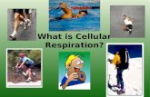 What is Cellular Respiration?. Cellular Respiration Overview Transformation of chemical energy in food into ATP (chemical energy cells can use) These.