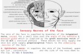 Sensory Nerves of the face The skin of the face is supplied by branches of the trigeminal nerve, except for a small area over the angle of the mandible.