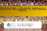 Missing Food – The grain postharvest losses of Smallholders in Sub-Saharan Africa Dr John Orchard & Prof Rick Hodges.