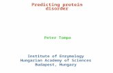 Predicting protein disorder Peter Tompa Institute of Enzymology Hungarian Academy of Sciences Budapest, Hungary.