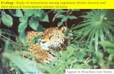 Ecology: Study of interactions among organisms (biotic factors) and their physical environment (abiotic factors). Jaguar in Brazilian rain forest (Solomon.