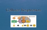 Define cellular respiration  Cell respiration is the controlled release of energy from organic compounds in cells to form ATP  Covalent bonds are slowly.