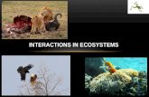 INTERACTIONS IN ECOSYSTEMS. LEARNING GOALS Understand how biotic interactions in a community work, include predation, competition, and symbiosis. Explain.