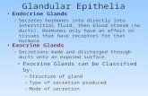Glandular Epithelia Exocrine Glands can be Classified by: –Structure of gland –Type of secretion produced –Mode of secretion Endocrine Glands –Secretes.