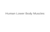 Human Lower Body Muscles. Muscles of Abdominal Wall Group III Human: