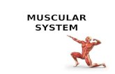 MUSCULAR SYSTEM. anatomical terminology ? Assume the anatomical position, what do these words mean? Inferior; superior Proximal; distal Medial; lateral.
