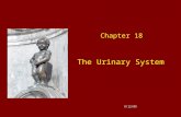 The Urinary System Chapter 18 9/12/09. Basic Anatomy Often called the excretory system Includes –Two kidneys –Two ureters –One urinary bladder –One urethra.
