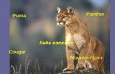 Puma Cougar Mountain Lion Panther Felis concolor.