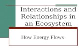 Interactions and Relationships in an Ecosystem How Energy Flows.