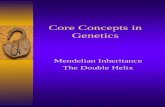 Core Concepts in Genetics Mendelian Inheritance The Double Helix.