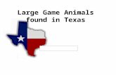 Large Game Animals found in Texas. Physical Characteristics White tail Brown/grayish skin Antlers Hooves split in two Hollow hair.