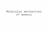 Molecular mechanisms of memory. How does the brain achieve Hebbian plasticity? How is the co-activity of presynaptic and postsynaptic cells registered.