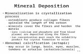 7-1 Mineral Deposition Mineralization is crystallization process –osteoblasts produce collagen fibers spiraled the length of the osteon –minerals cover.