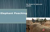 By Dylan B, Kyle and Jordan. Poaching is the wrong thing to do. It is wrong to kill elephants for their tusks and their meat. Poaching is illegal and.