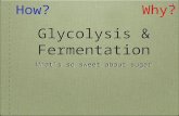 1 Glycolysis & Fermentation What’s so sweet about sugar How?Why?