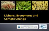 How are changes in distribution patterns of lichens and bryophytes over time correlated with man-made environmental changes?  How accurately can we.