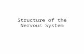Structure of the Nervous System. The Central nervous System (CNS) Parts of the nervous system that are encased in bone 1.Brain 2.Spinal Cord.
