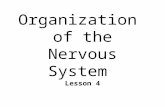 Organization of the Nervous System Lesson 4. The Central Nervous System n CNS l Brain l Spinal cord ~