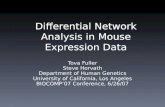 Differential Network Analysis in Mouse Expression Data Tova Fuller Steve Horvath Department of Human Genetics University of California, Los Angeles BIOCOMP’07.