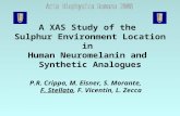A XAS Study of the Sulphur Environment Location in Human Neuromelanin and Synthetic Analogues P.R. Crippa, M. Eisner, S. Morante, F. Stellato, F. Vicentin,
