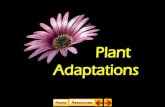 State Standard SB4E. Relate plant adaptations, including tropisms, to the ability to survive stressful environmental conditions. Plant Adaptations (21.1,